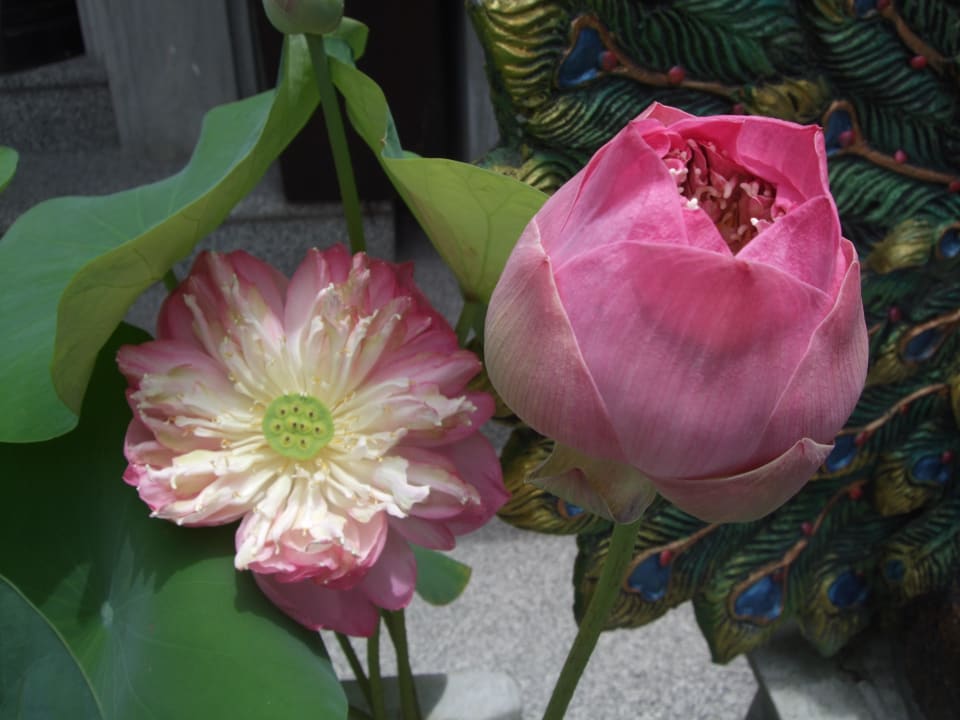 Traumhaft schöne Lotusblume The Fair House Beach Resort