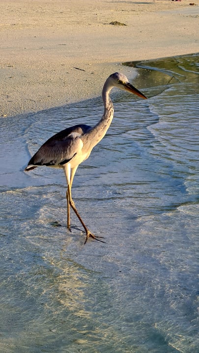 Strand Cinnamon Dhonveli Maldives