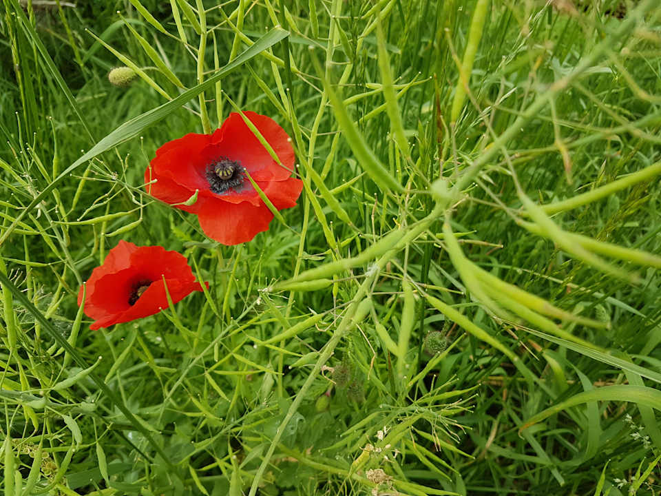 Gartenanlage Boerderij Hazenveld