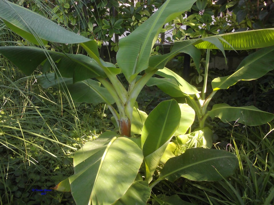 Gartenanlage Can Garden Beach