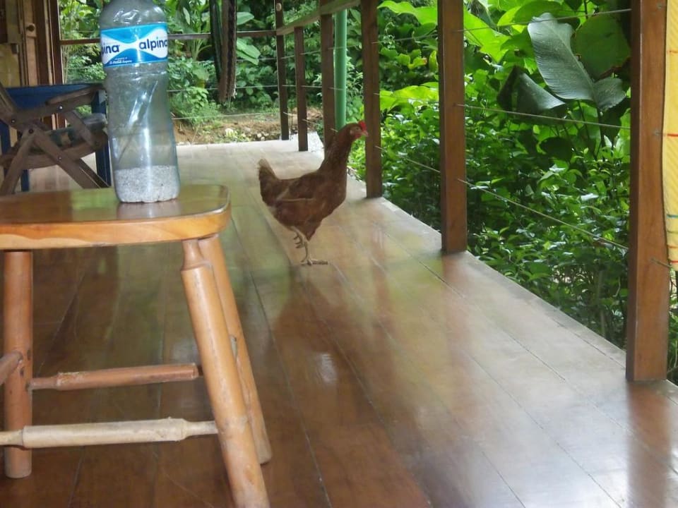 Tierbesuch El Tucan Jungle Lodge