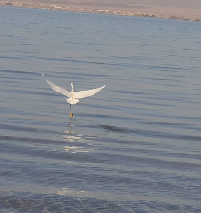 Strand ROBINSON SOMA BAY