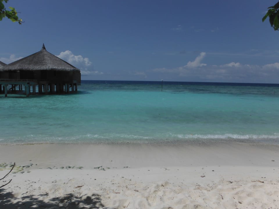 Letzter WB mit J am Aussenriff Kuramathi Maldives