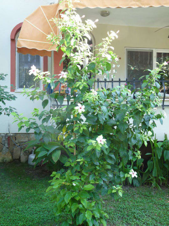 Hibiskusstrauch? Hotel Sirma