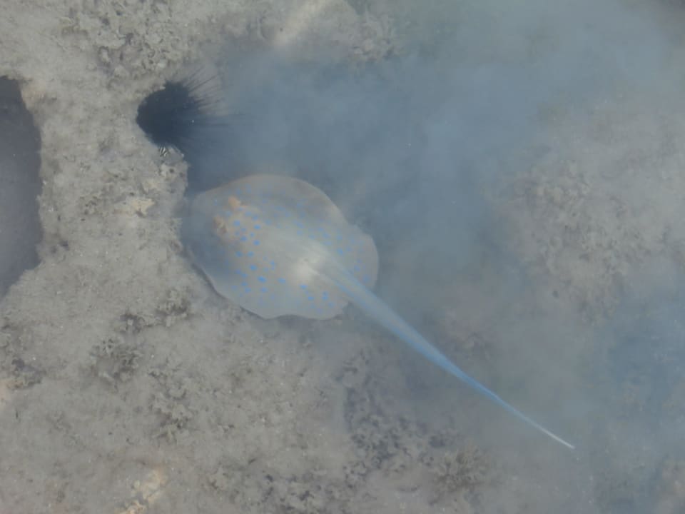 Супер море! Stella Beach Resort & Spa Makadi Bay