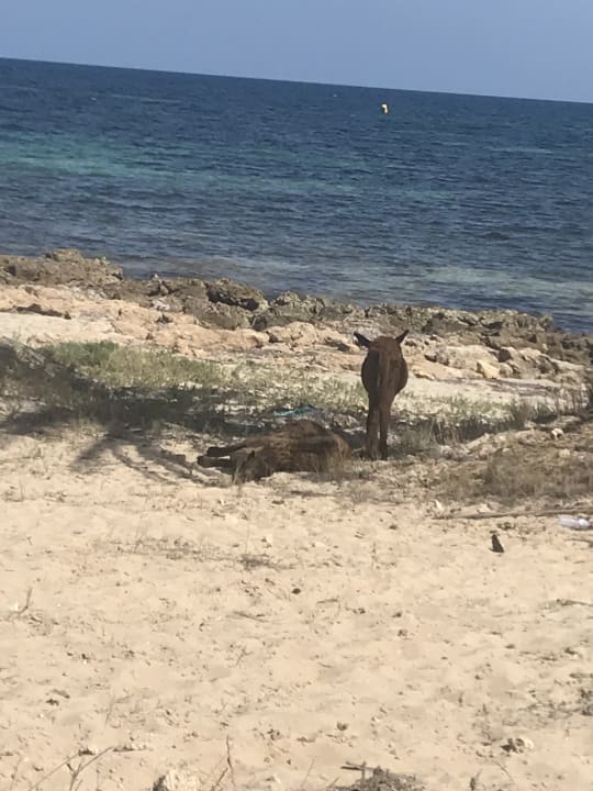 Strand Hotel El Mouradi Djerba Menzel