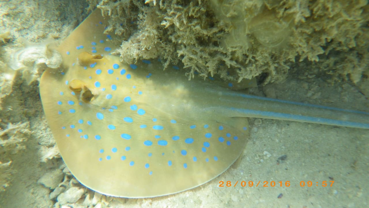 Sport & Freizeit Jaz Solaya