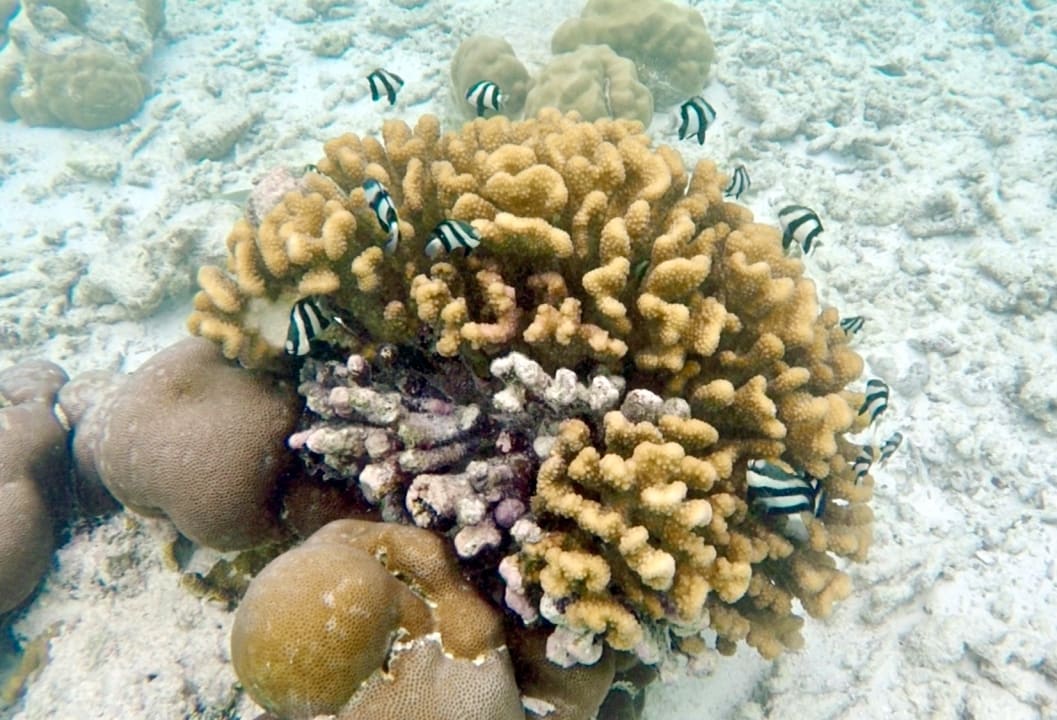 Sport & Freizeit NH Collection Maldives Reethi Resort