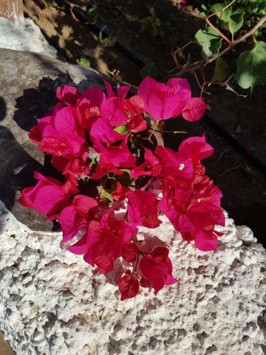 Gartenanlage HL Miraflor Suites Hotel