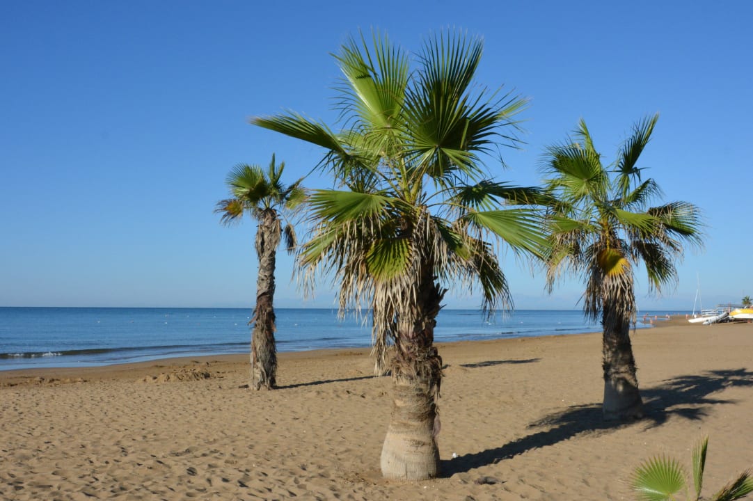 Palmen am Strand Club Grand Aqua