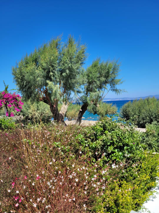 Gartenanlage TUI BLUE Oceanis Beach and Spa Resort