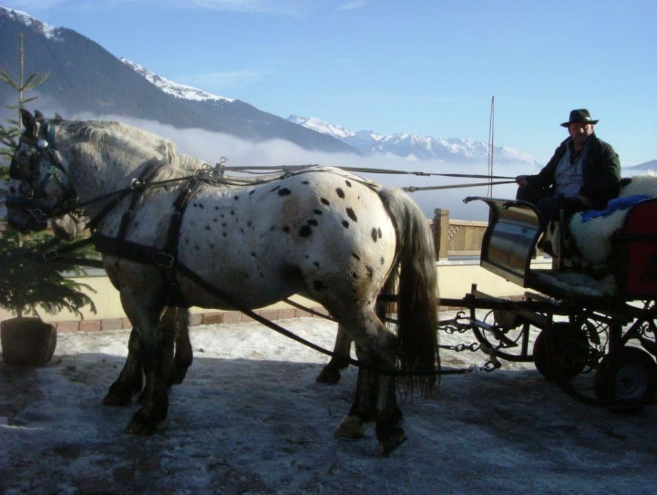 Pferdeschlittenfahrt mit Chef Heinrich Panorama Resort Taljörgele