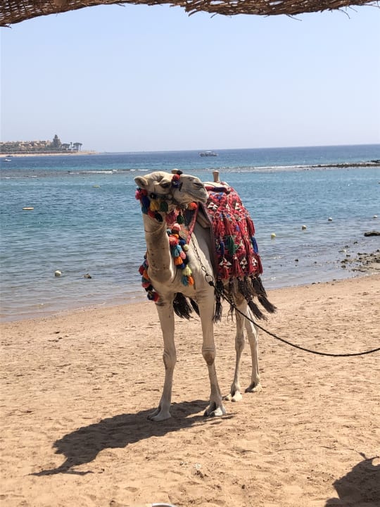 Strand Jaz Makadi Oasis Resort