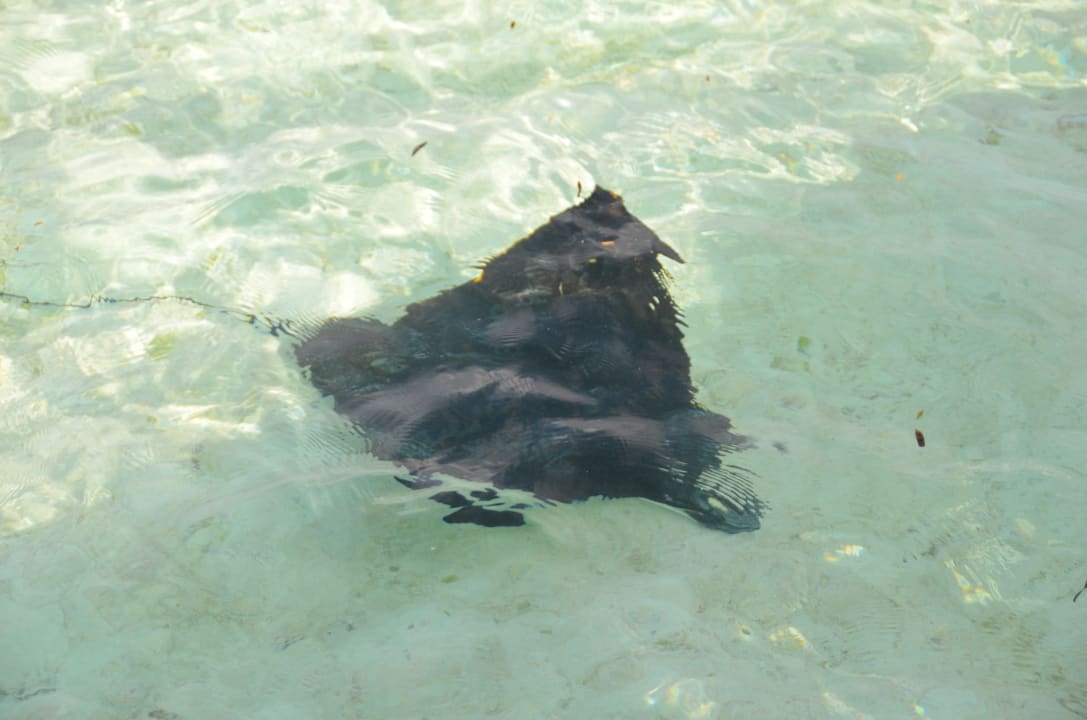 Adlerrochen Cinnamon Hakuraa Huraa Maldives