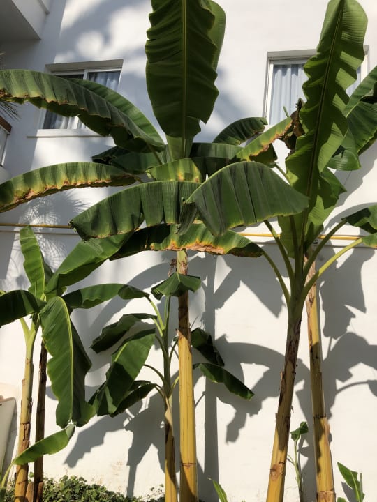 Gartenanlage Alcudia Garden Aparthotel