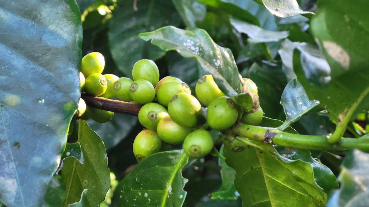 Gartenanlage Hotel Buena Vista