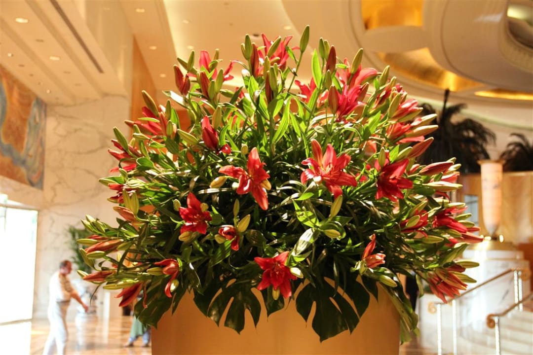 Deko Grand Hyatt Dubai