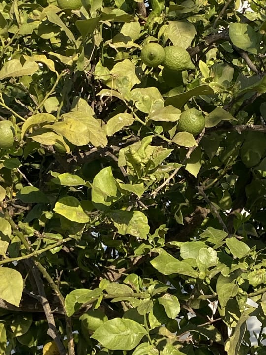 Gartenanlage Summer Village of Hippokrates - Adults only