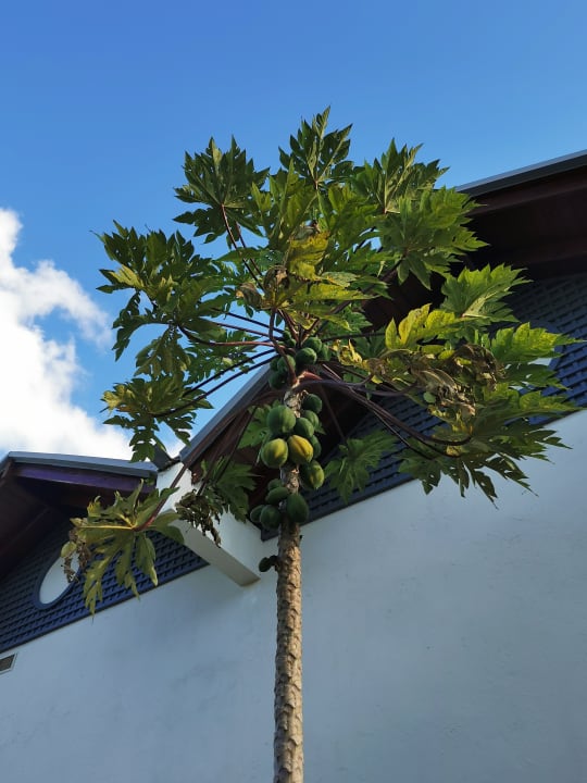 Gartenanlage Dreams La Romana Resort & Spa