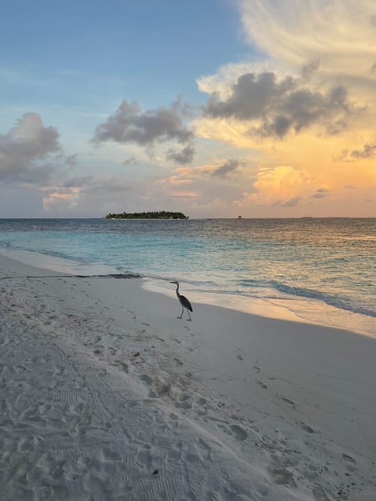 Strand Banyan Tree Vabbinfaru