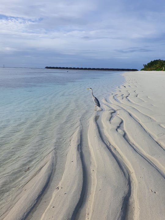 Strand Meeru Maldives Resort Island