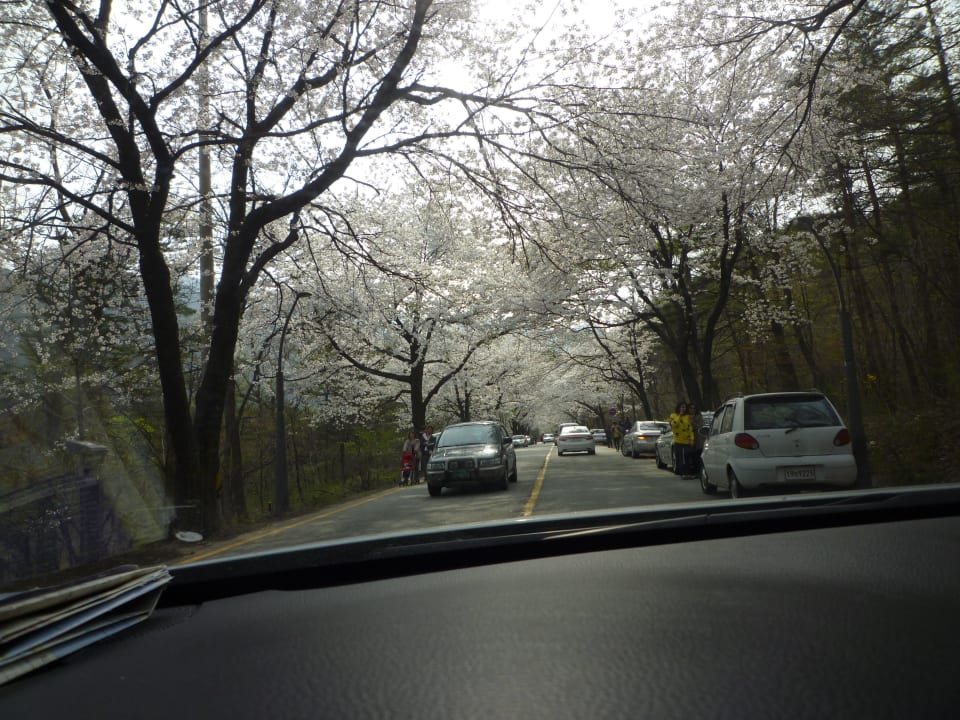 Kirschblüte in Korea Sheraton Incheon Hotel