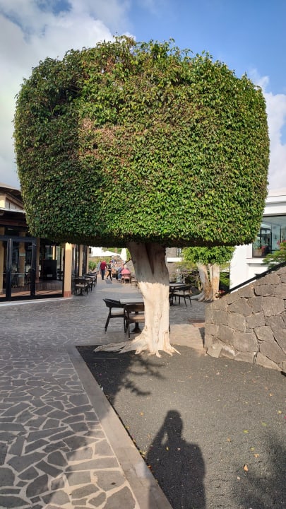 Gartenanlage allsun App.-Hotel Albatros