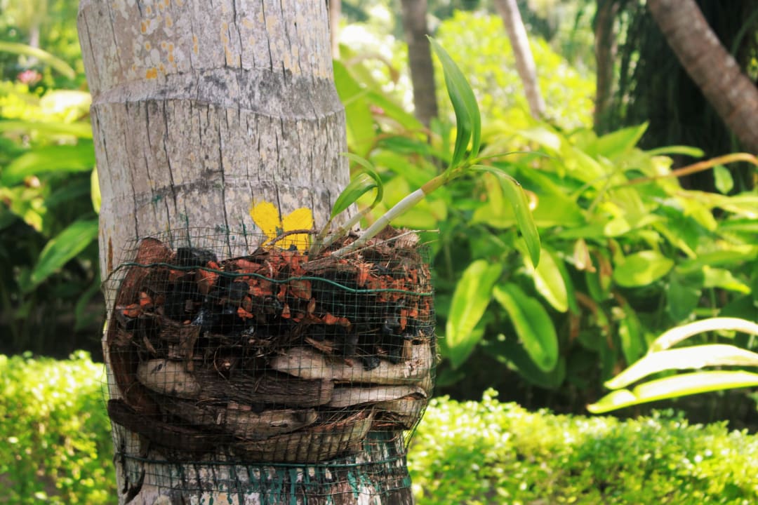 Orchideen an der Palme Adaaran Select Meedhupparu Island Resort - Premium All Inclusive