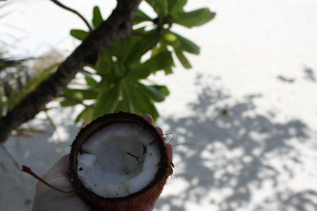 Jeden Tag frische Kokosnuss Summer Island Maldives