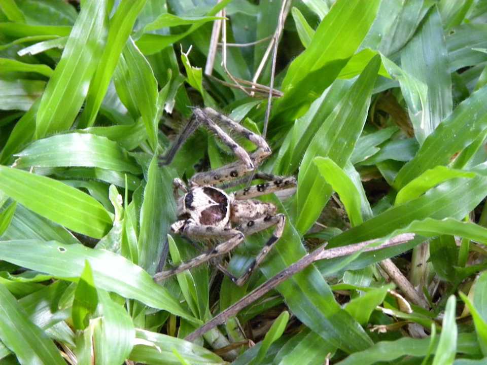 Natur pur - Ausgesetzter Mitbewohner Hotel Nagahill Resort