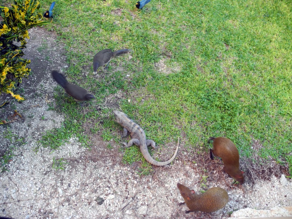 Sehr tierreiche Anlage Grand Palladium Select White Sand Resort & Spa