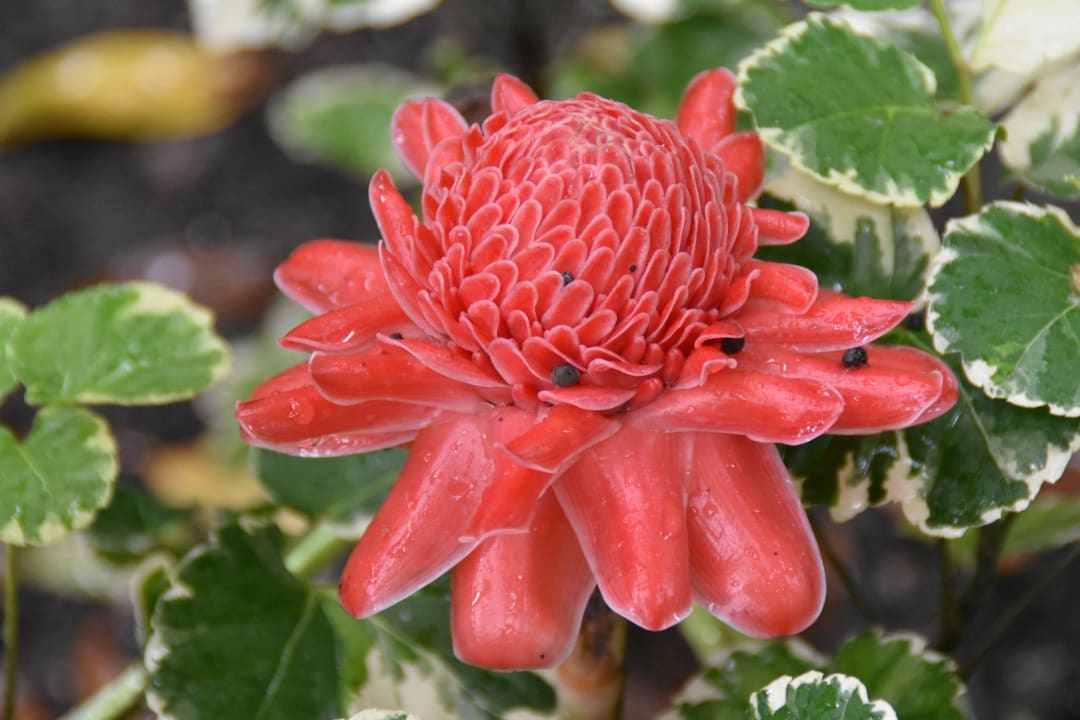 Gartenanlage The Tubkaak Krabi Boutique Resort