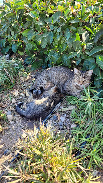 Zimmer Limak Limra Hotel & Resort