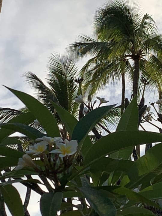 Gartenanlage Ocean Paradise Resort & Spa