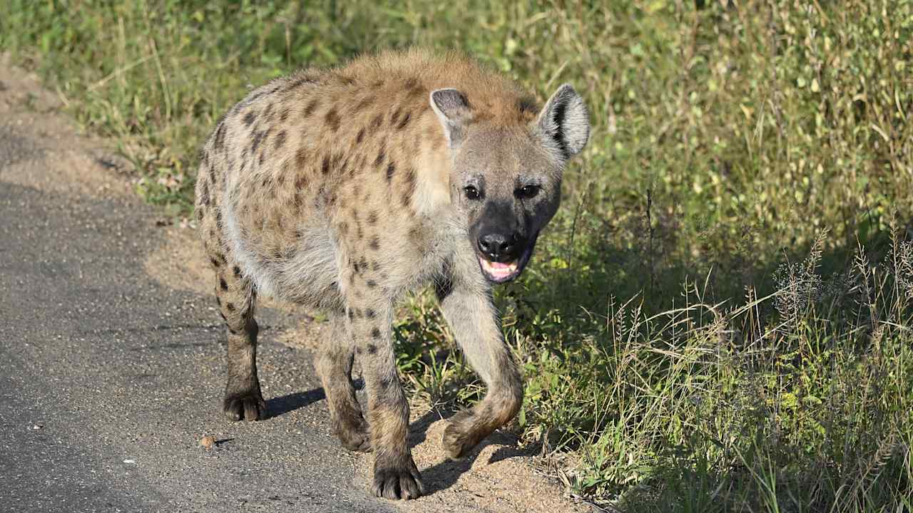 Sport & Freizeit Motswari Private Game Reserve & Geiger's Camp