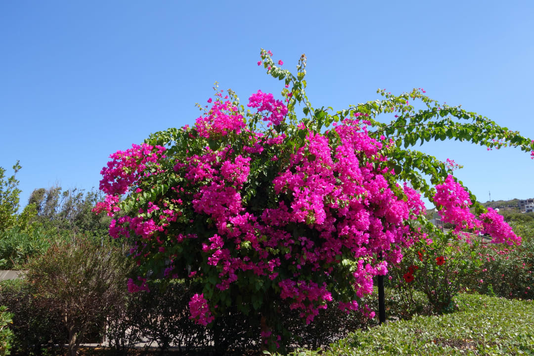Im Garten Grecotel Meli Palace