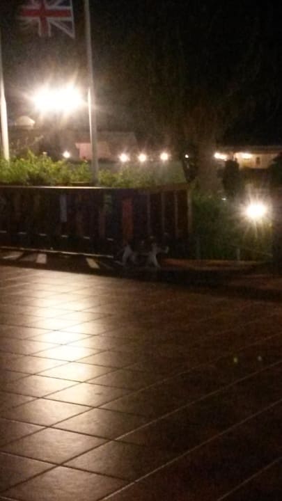 Hauskatze Sol Cosmopolitan Rhodes