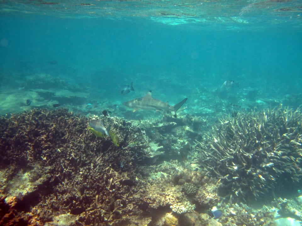 Sonstiges Diamonds Thudufushi