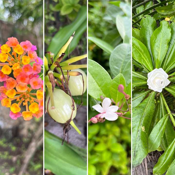 Gartenanlage Adaaran Prestige Water Villas - Premium All Inclusive