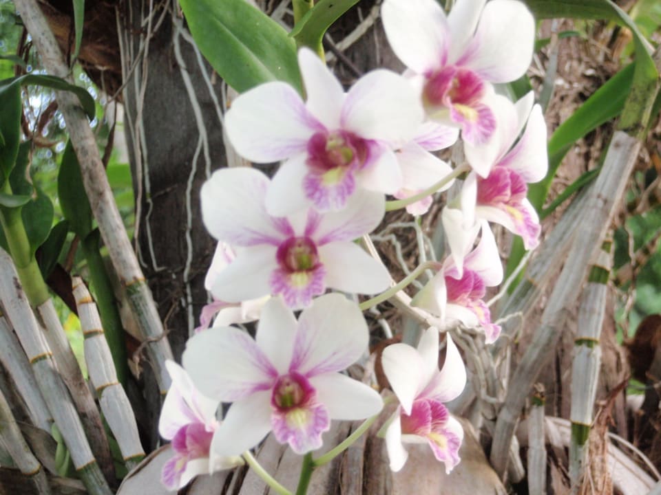 Wunderschön The Fair House Beach Resort