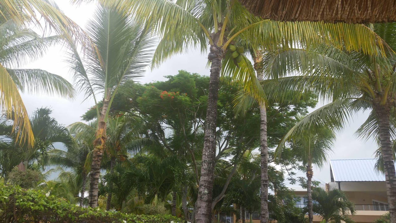 Urwald Victoria Beachcomber Resort & Spa