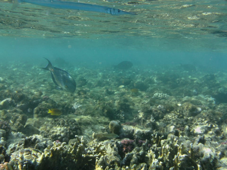 Das wunderschöne Hausriff "links" Steigenberger Coraya Beach - Adults only