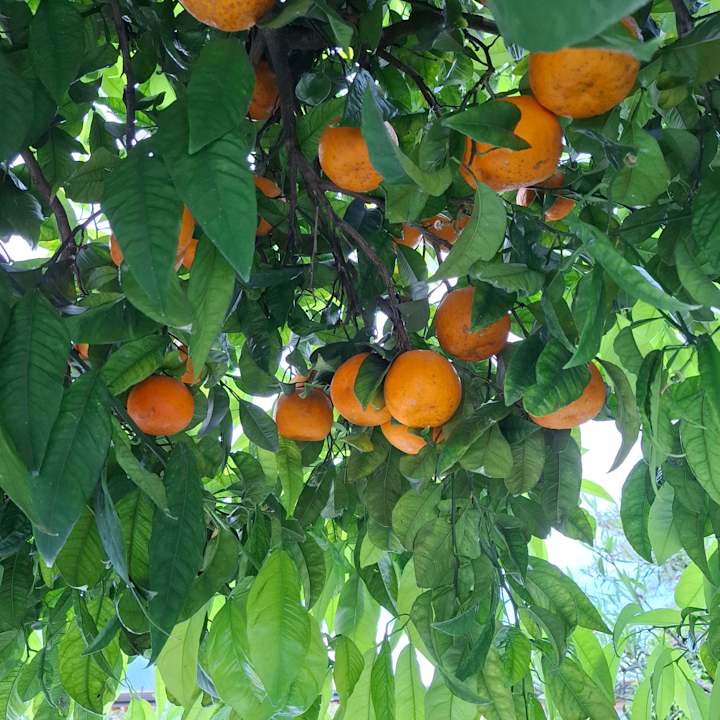 Gartenanlage Hotel Antico Monastero