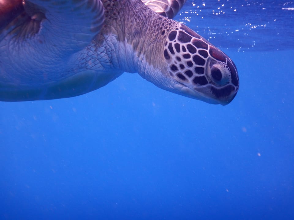 Sport & Freizeit Steigenberger Coraya Beach - Adults only