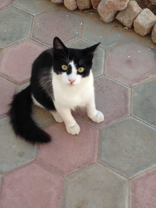 Der nette Kater! Happy Life Village