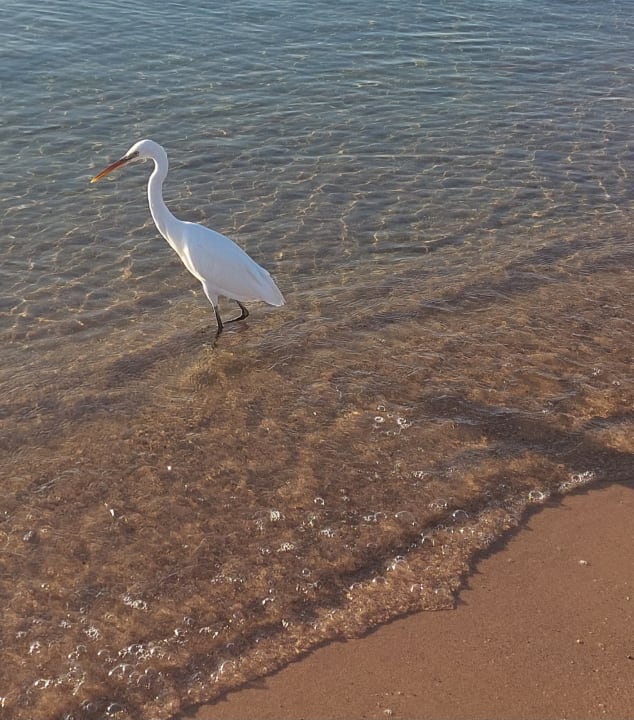 Strand Jaz Soma Beach