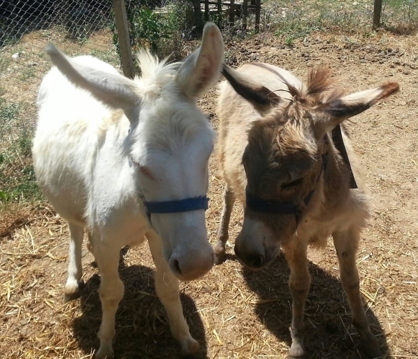 Ginevra ed Eolo  B&B La Casa Nella Prateria