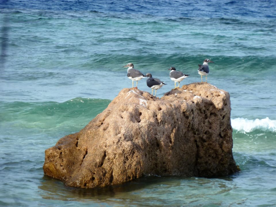 Citadel Azur - Resort & Spa - Strand Pickalbatros Citadel Resort