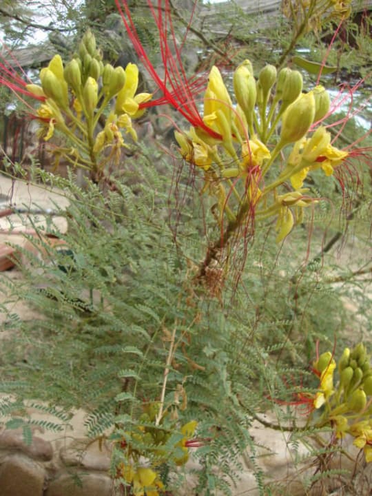 Hotel Sangho Club Zarzis Hotel Sangho Club Zarzis