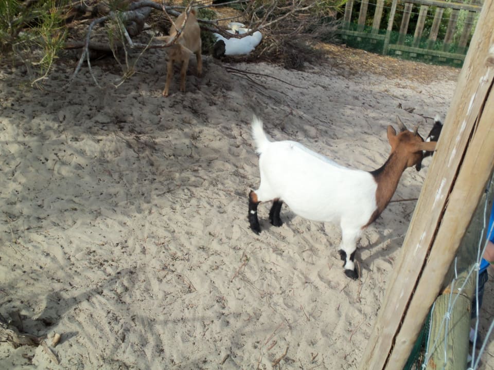 Tiergehege Zafiro Bahia